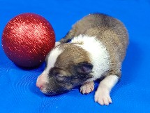 puppies