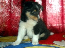 puppies
