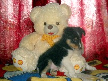 puppies