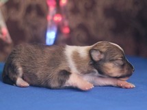 puppies