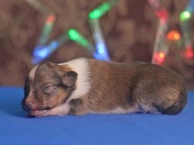 puppies
