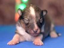 puppies