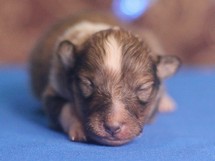 puppies