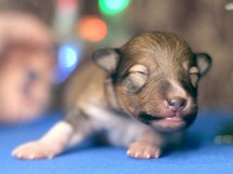 puppies