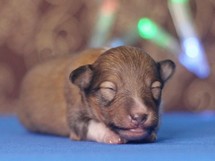 puppies