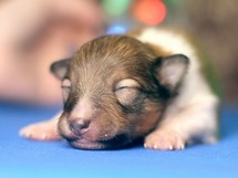 puppies