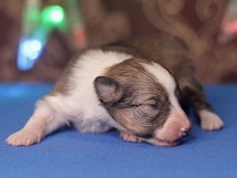 puppies