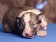 puppies