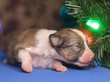 puppies