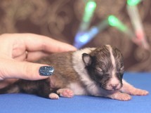 puppies