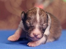 puppies