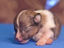 puppies