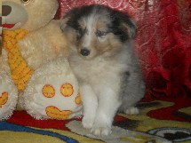 puppies