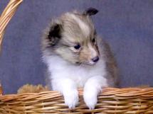 puppies