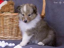 puppies