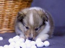 puppies