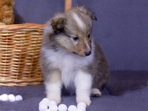 puppies