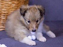 puppies