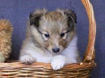 puppies