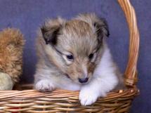 puppies