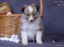 puppies