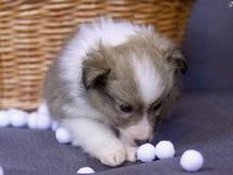 puppies
