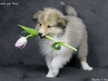 puppies