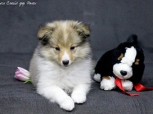 puppies