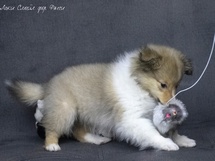 puppies