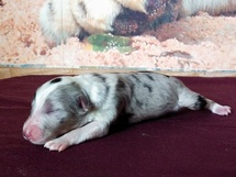 puppies