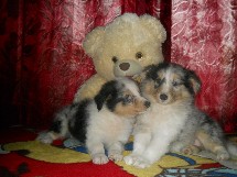 puppies