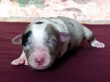 puppies