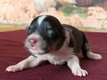 puppies