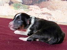 puppies