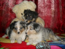 puppies