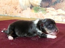 puppies