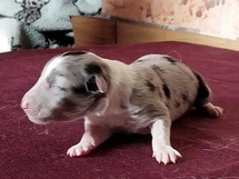 puppies