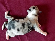 puppies