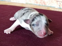 puppies