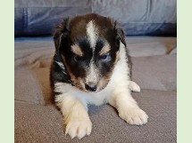 puppies