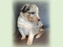 puppies
