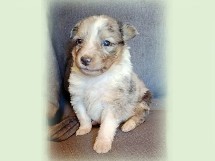 puppies