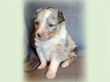 puppies