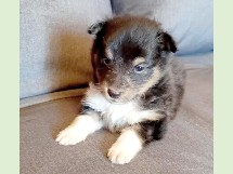 puppies
