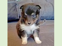 puppies