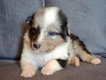 puppies