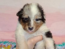 puppies