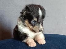 puppies