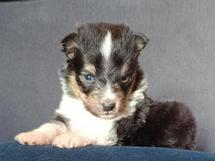 puppies