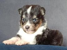 puppies